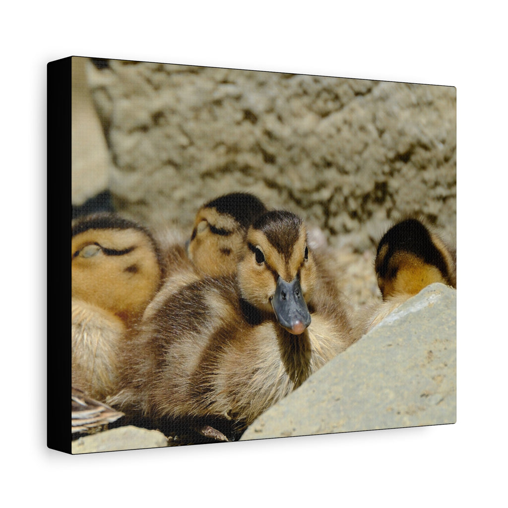 Duckling Canvas Print - Cute Baby Ducks Matte Stretched Wall Art