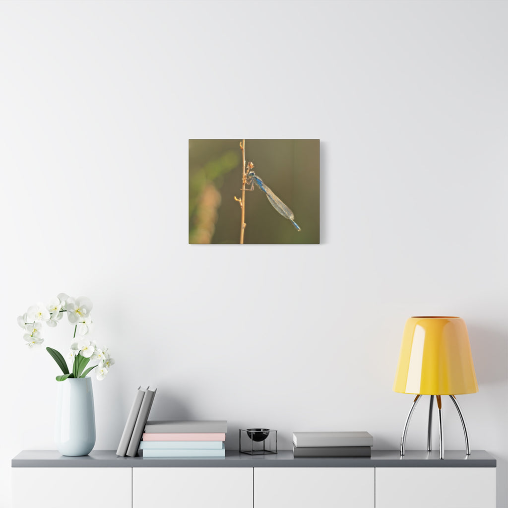 Blue Dragonfly Macro Canvas Print — Blue Damselfly Nature Wall Art, Matte Stretched 1.25"