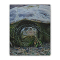 Snapping Turtle Matte Canvas Print – Wildlife Photography Wall Art