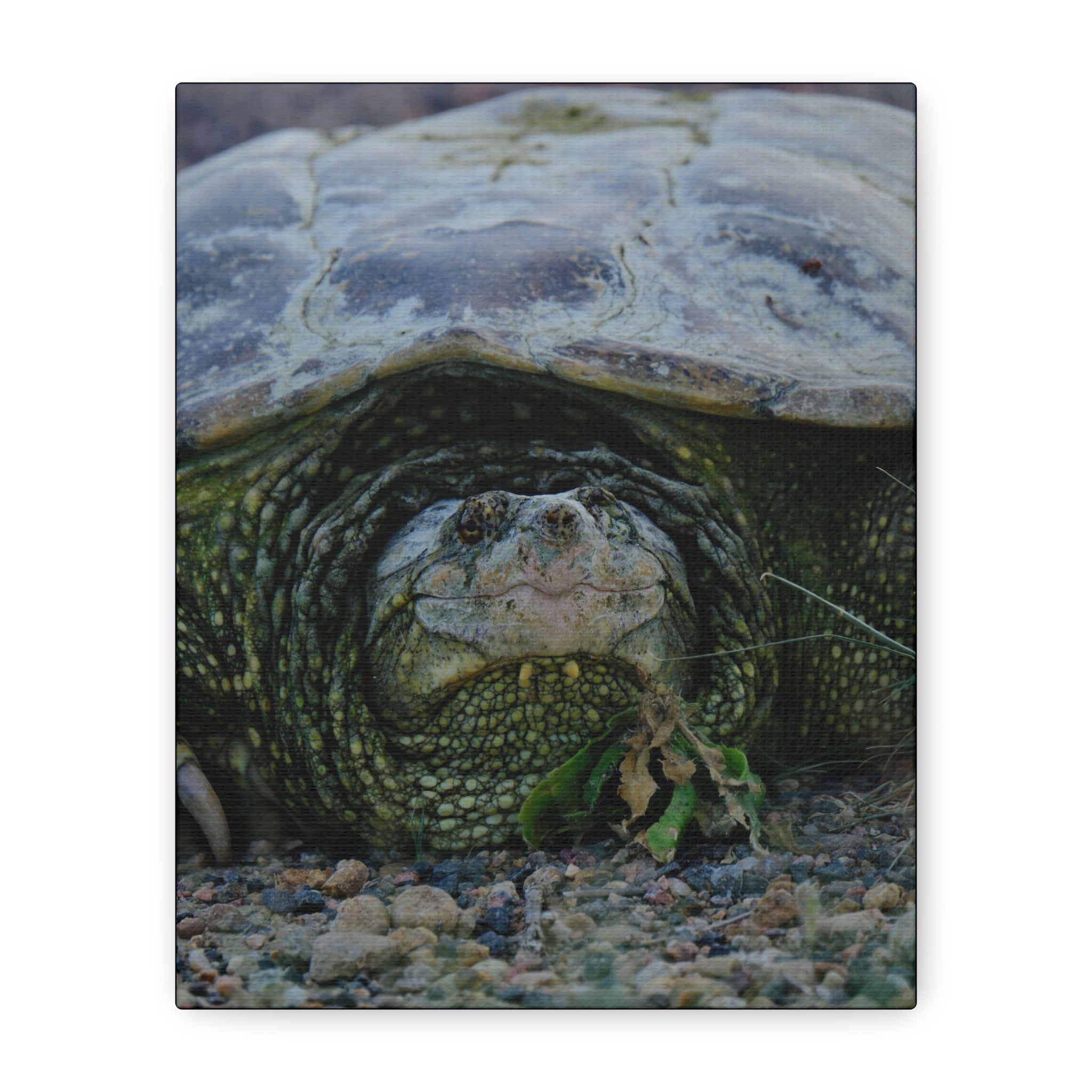 Snapping Turtle Matte Canvas Print – Wildlife Photography Wall Art