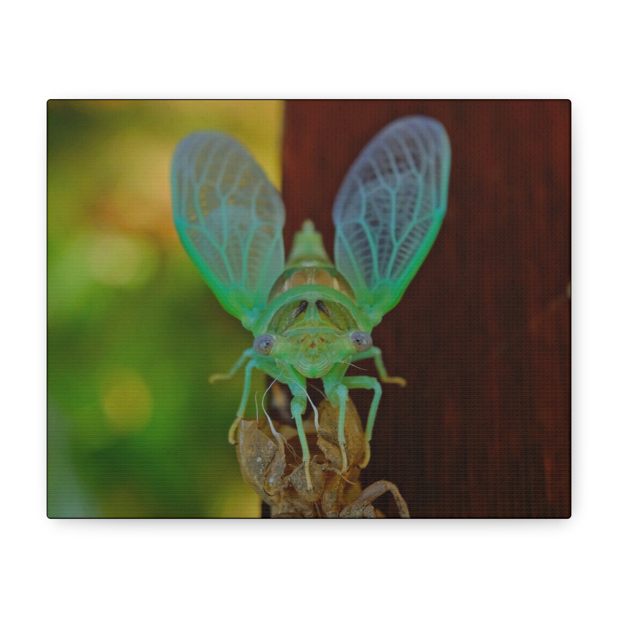 The Cutest Green Cicada Canvas Print - Matte Stretched Wall Art