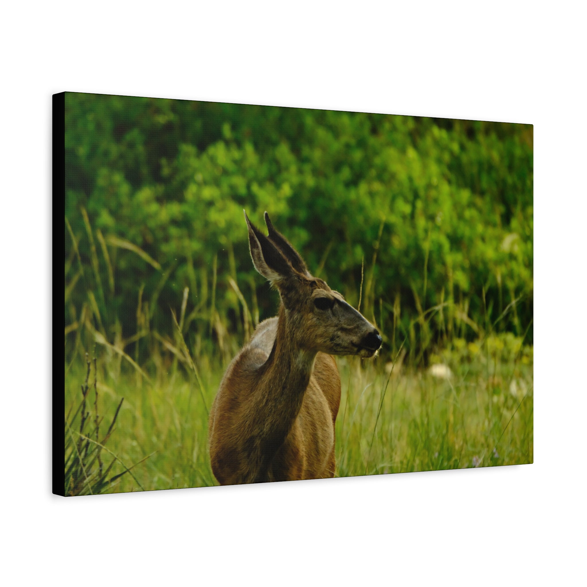 Doe in Meadow Matte Stretched Canvas (1.25") — Wildlife Wall Art