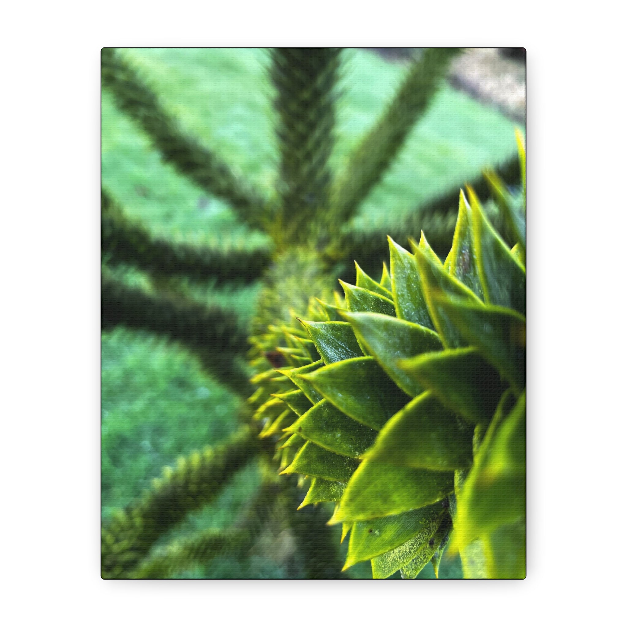 Irish Green Succulent Canvas Wall Art – Matte Stretched 1.25"