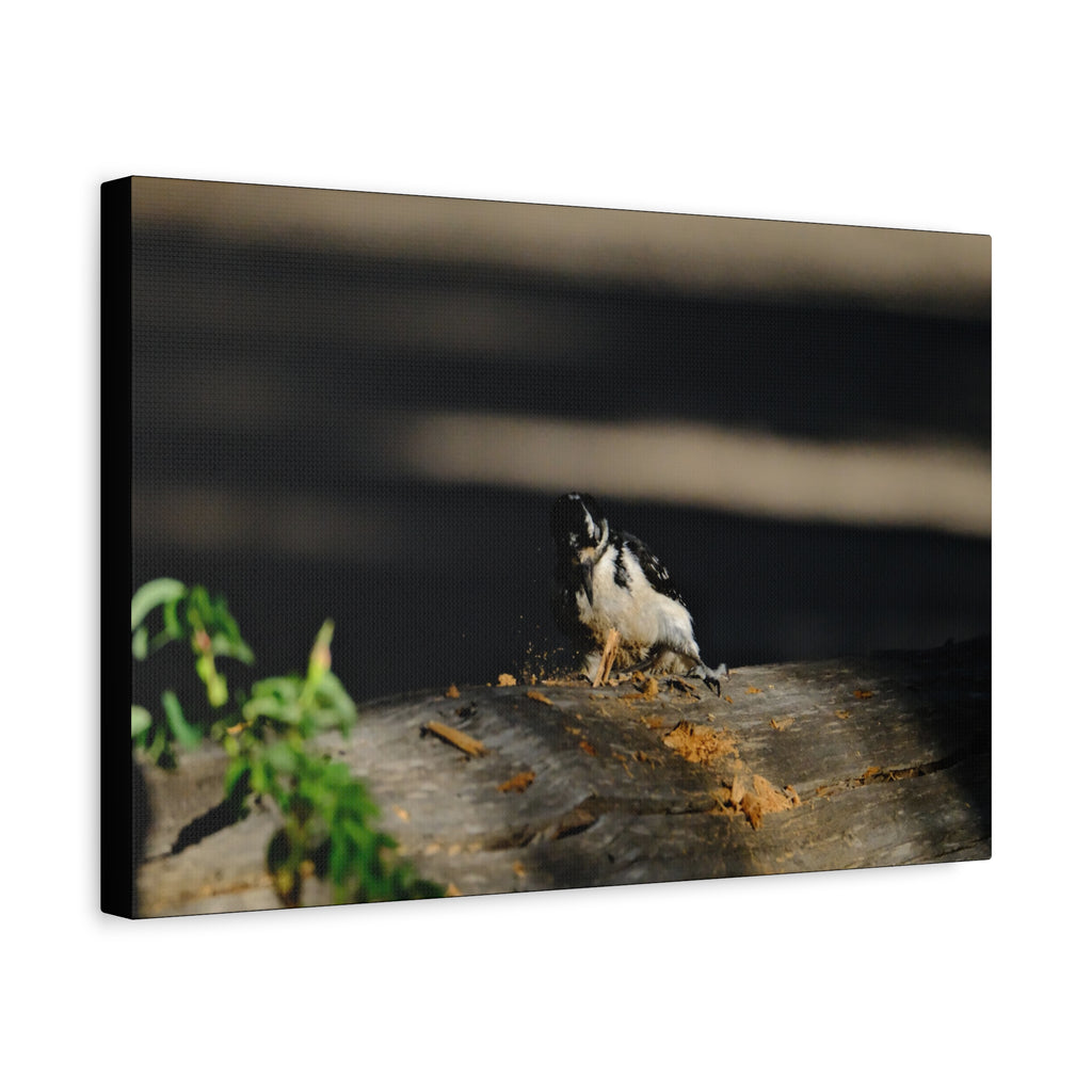 American Three-toed Woodpecker Hard At Work Canvas Wall Art