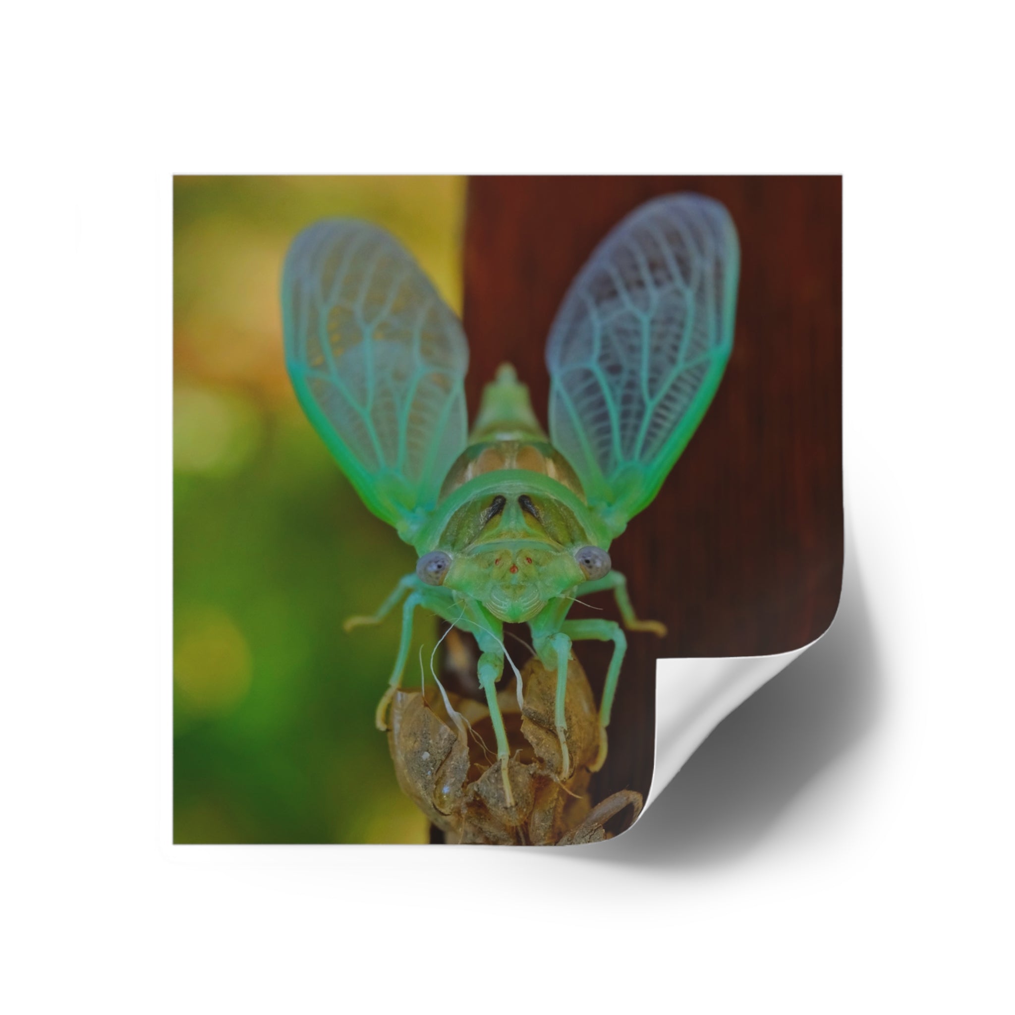 Cicada Square Sticker — Vivid Green Insect Photo Sticker (Indoor/Outdoor)