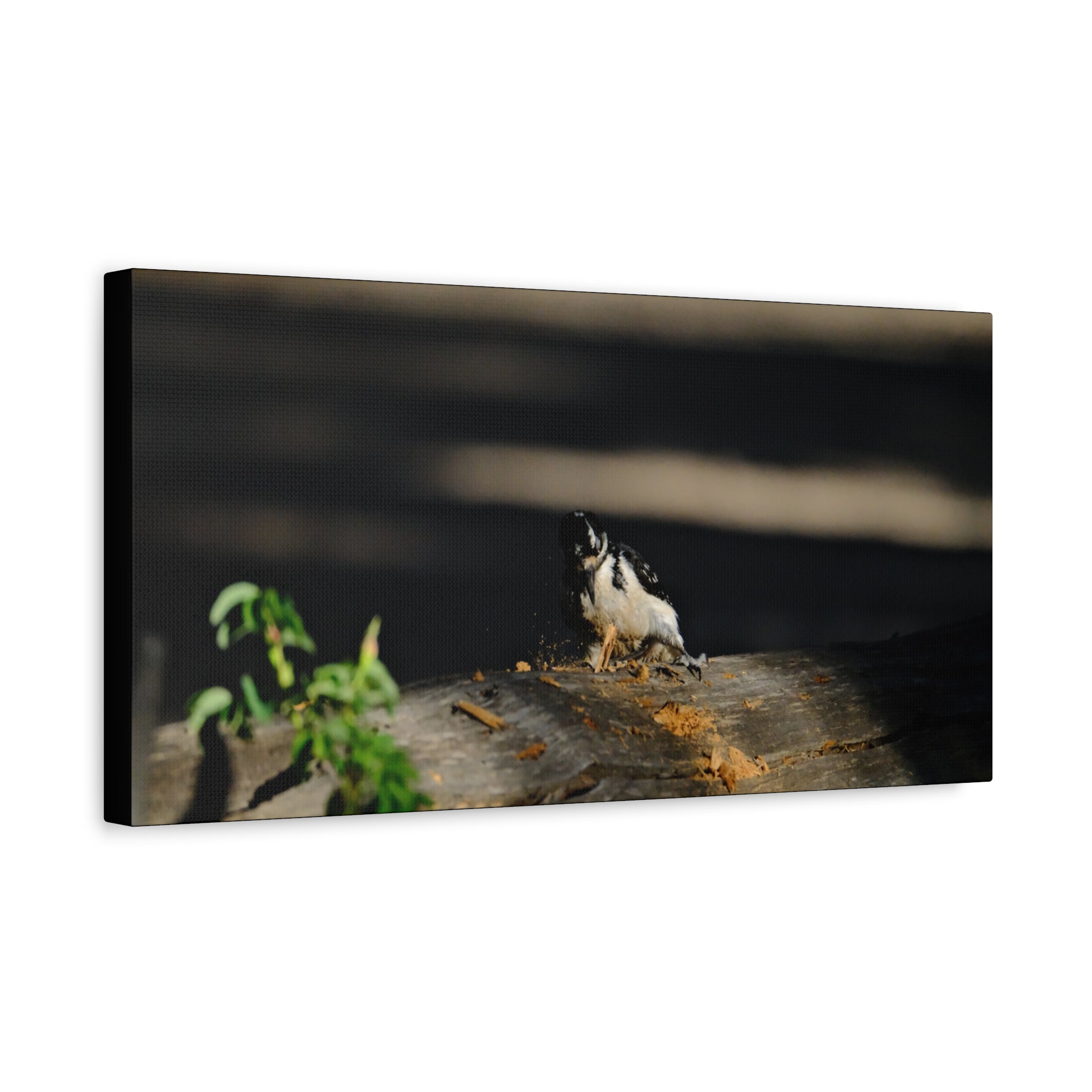 American Three-toed Woodpecker Hard At Work Canvas Wall Art