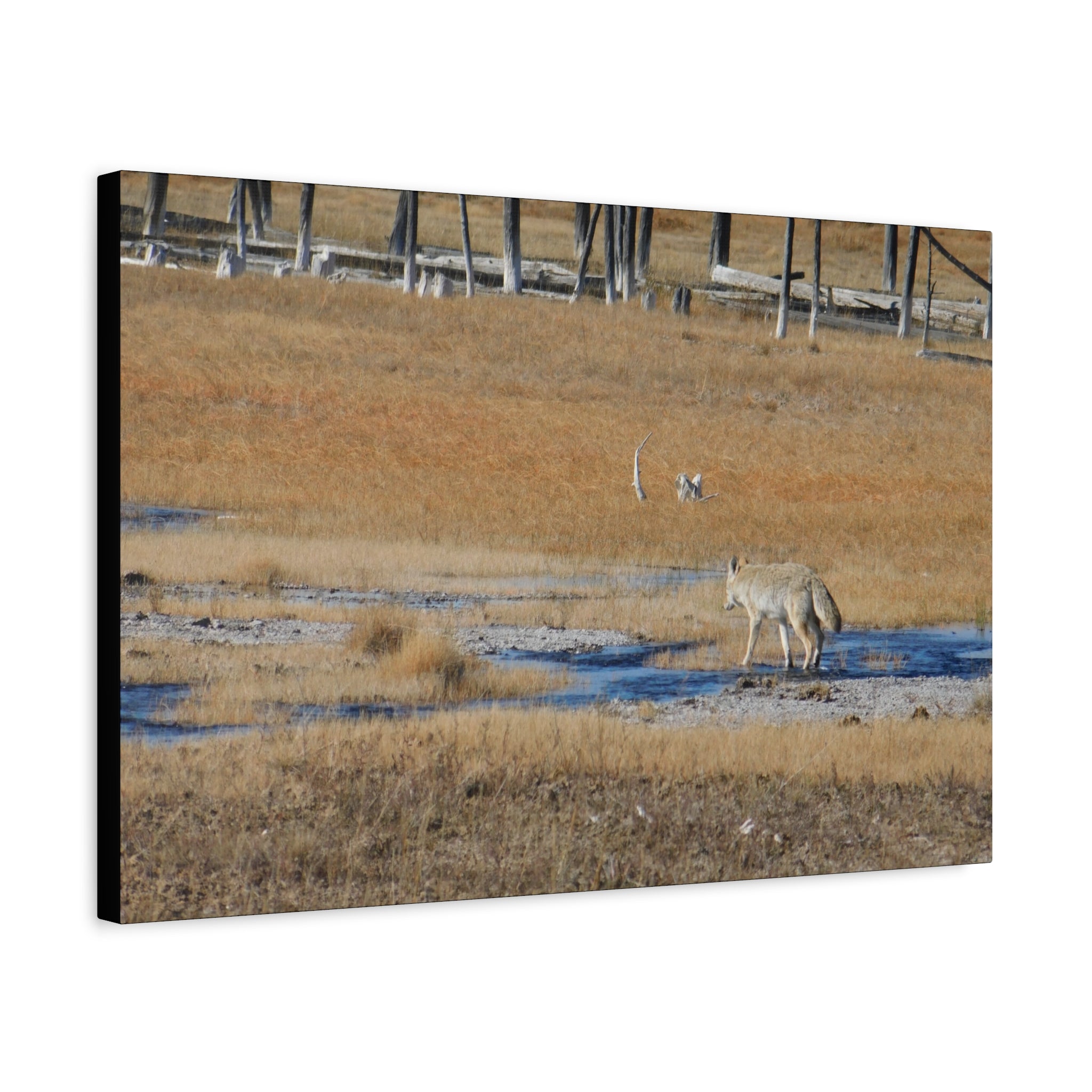 Coyote Canvas Wall Art — Wildlife Landscape Matte Stretched Print