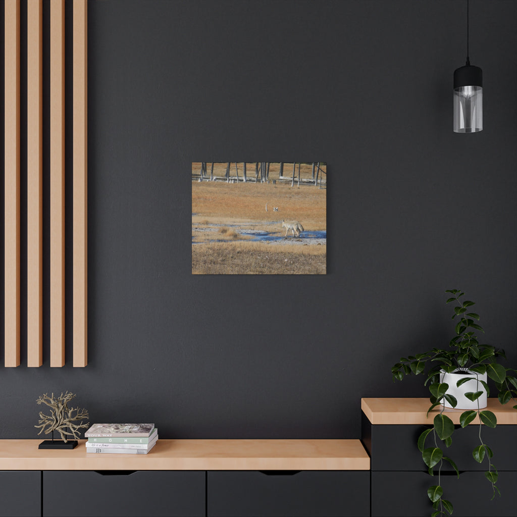 Coyote Canvas Wall Art — Wildlife Landscape Matte Stretched Print