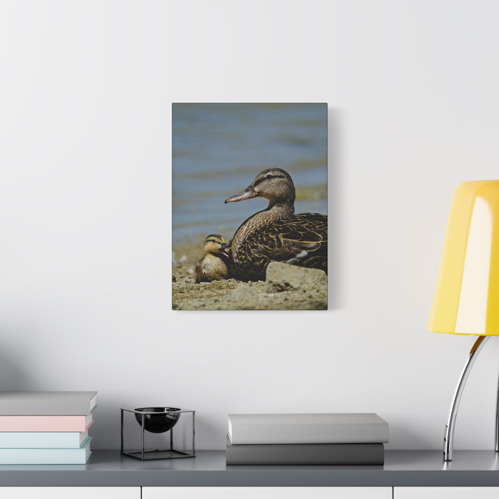 Duck and Duckling Canvas Print — Mother & Baby Wildlife Wall Art