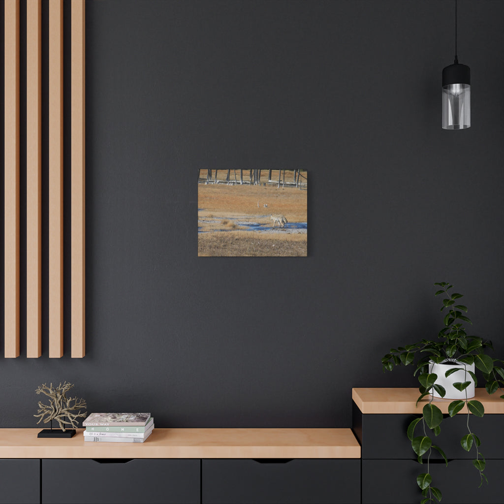 Coyote Canvas Wall Art — Wildlife Landscape Matte Stretched Print