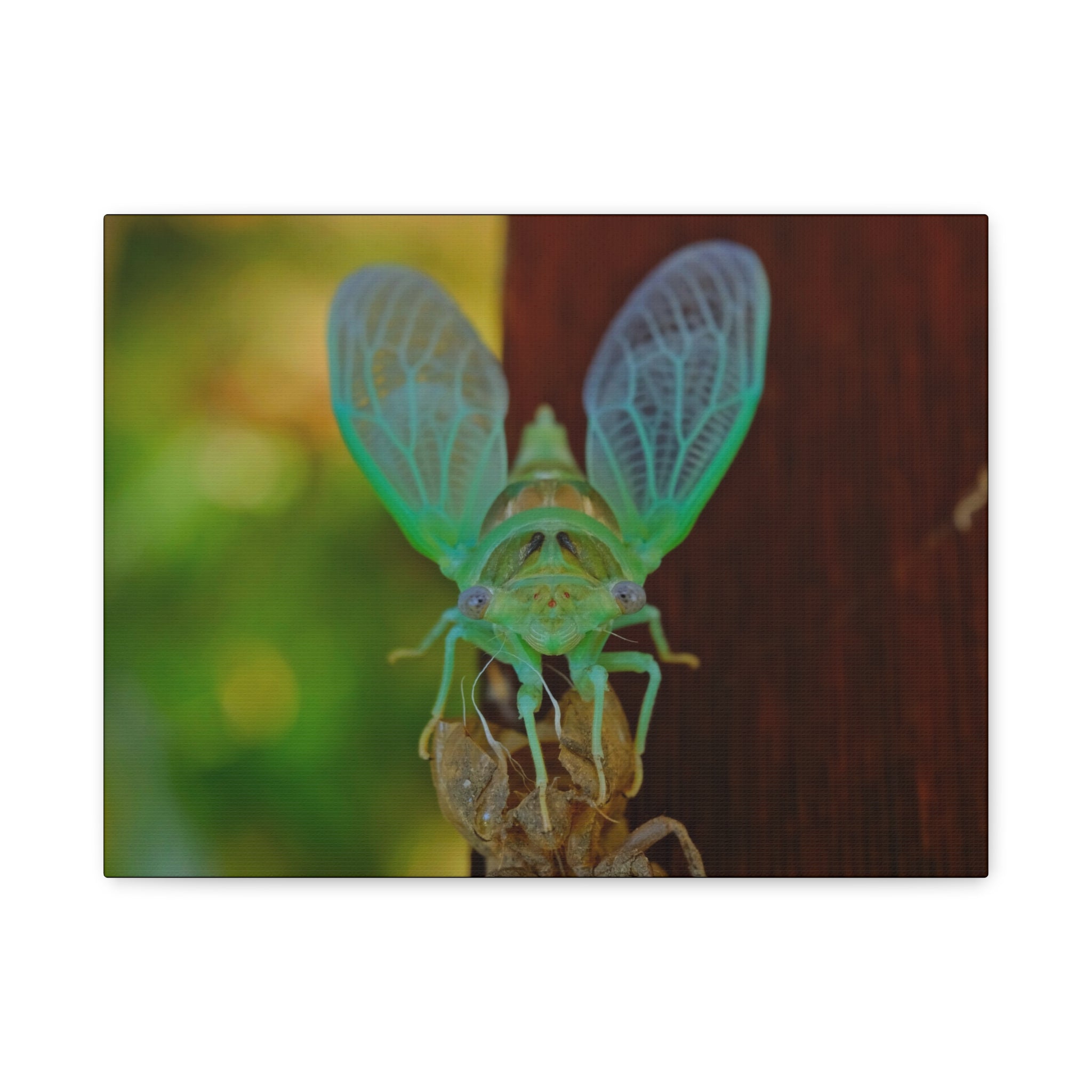 The Cutest Green Cicada Canvas Print - Matte Stretched Wall Art