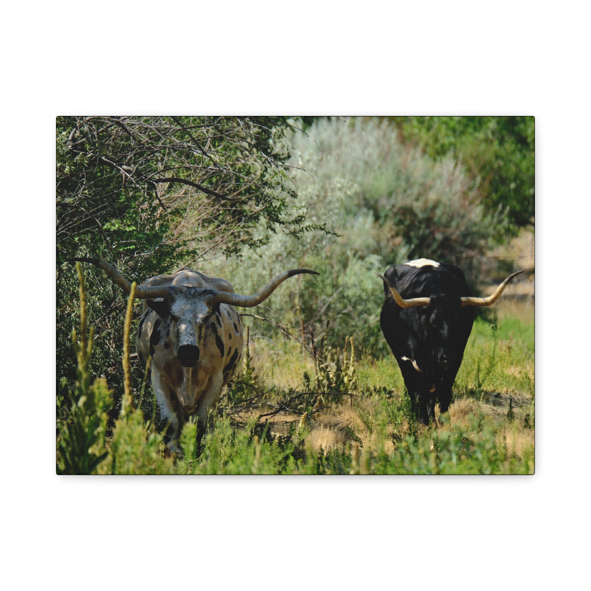 Long Horns on a Stroll - Matte Canvas, Stretched, 1.25"