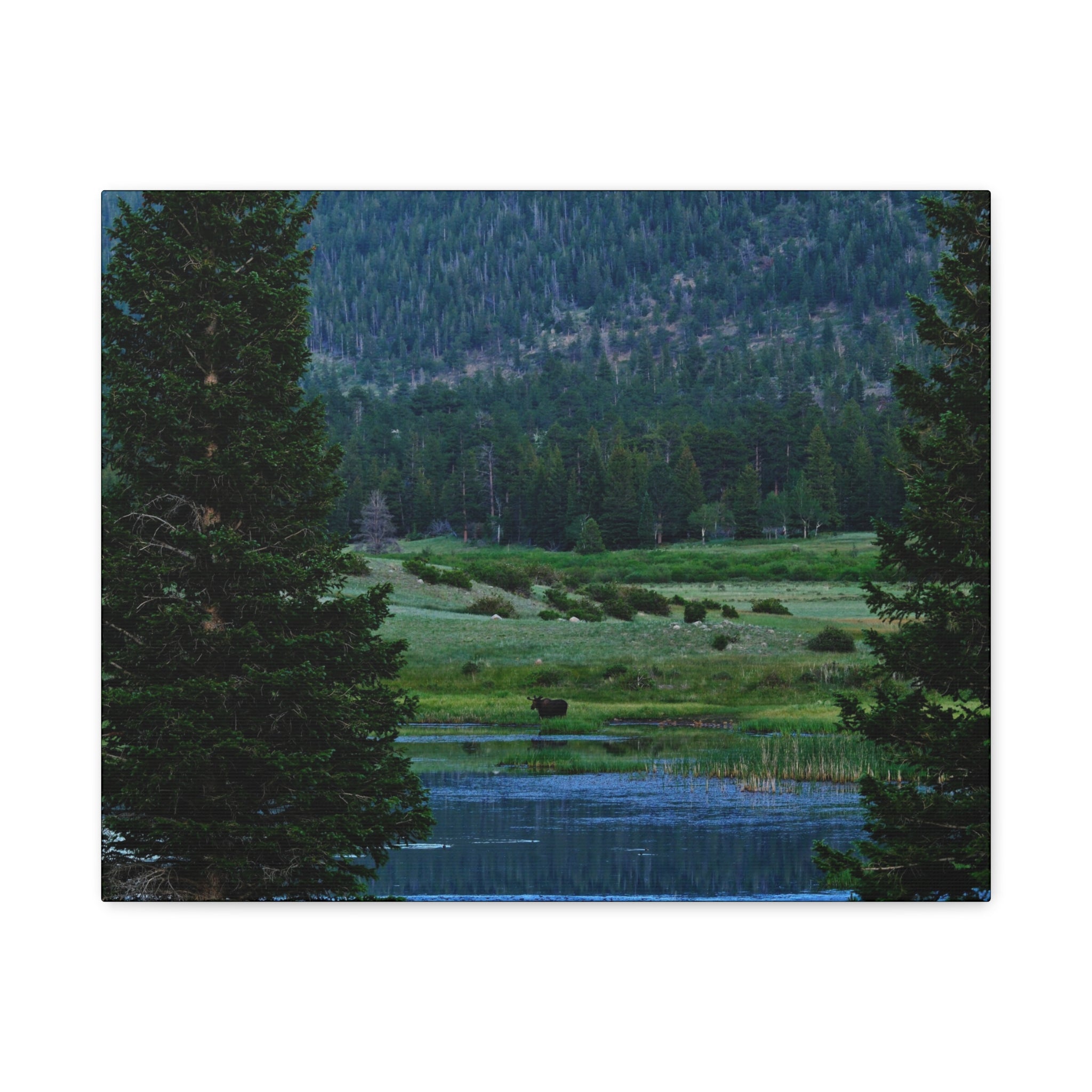 Moose Meadow Canvas Wall Art – Stretched Matte Landscape Print