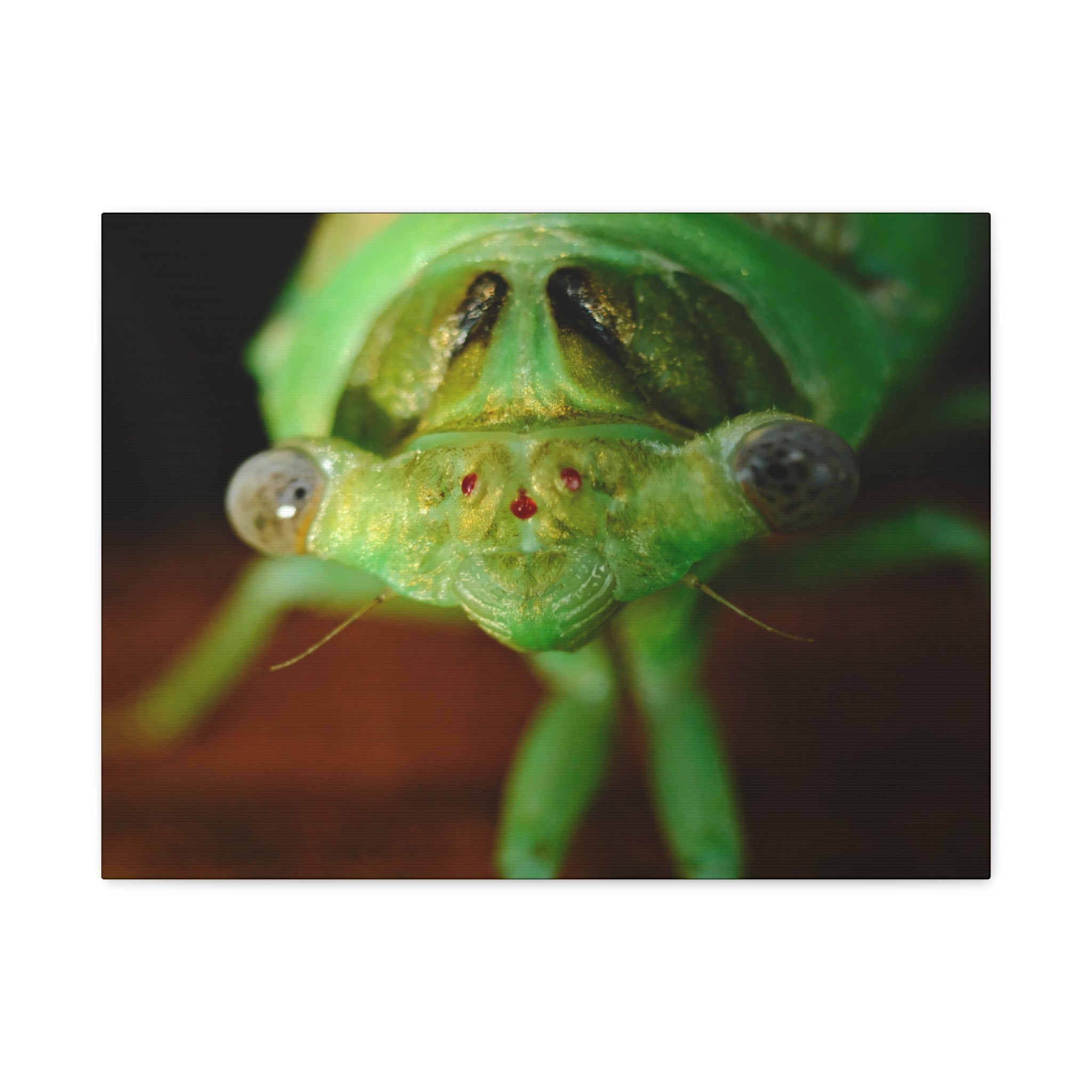 Cute Green Cicada Macro Canvas Print — Close-Up Insect Wall Art