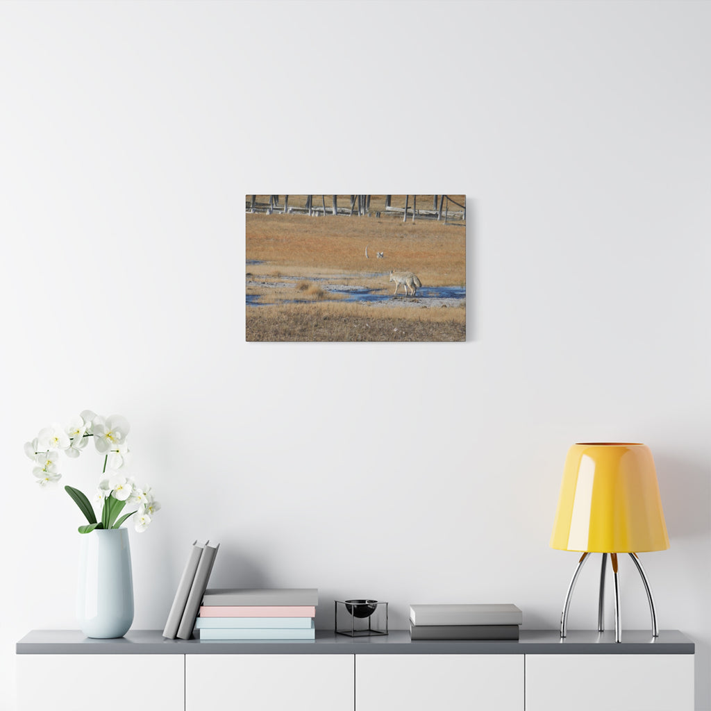 Coyote Canvas Wall Art — Wildlife Landscape Matte Stretched Print