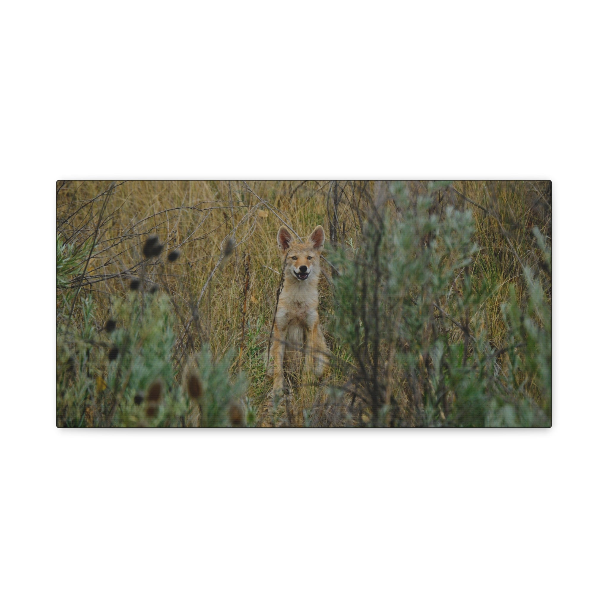 Friendly Face In The Wild - Coyote in Tall Grass Matte Canvas Wall Art