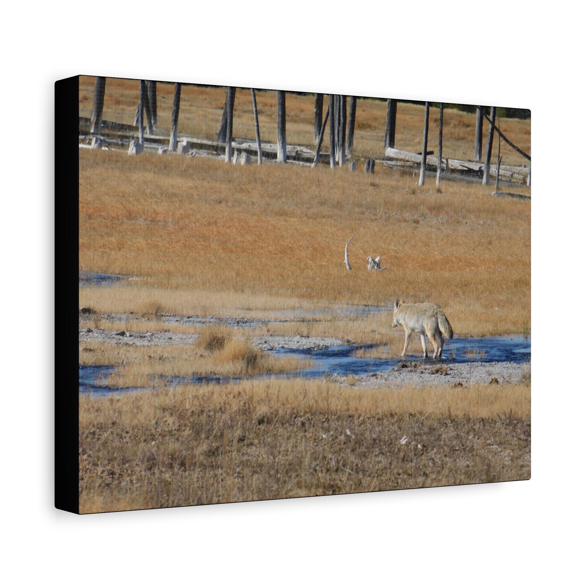 Coyote Canvas Wall Art — Wildlife Landscape Matte Stretched Print