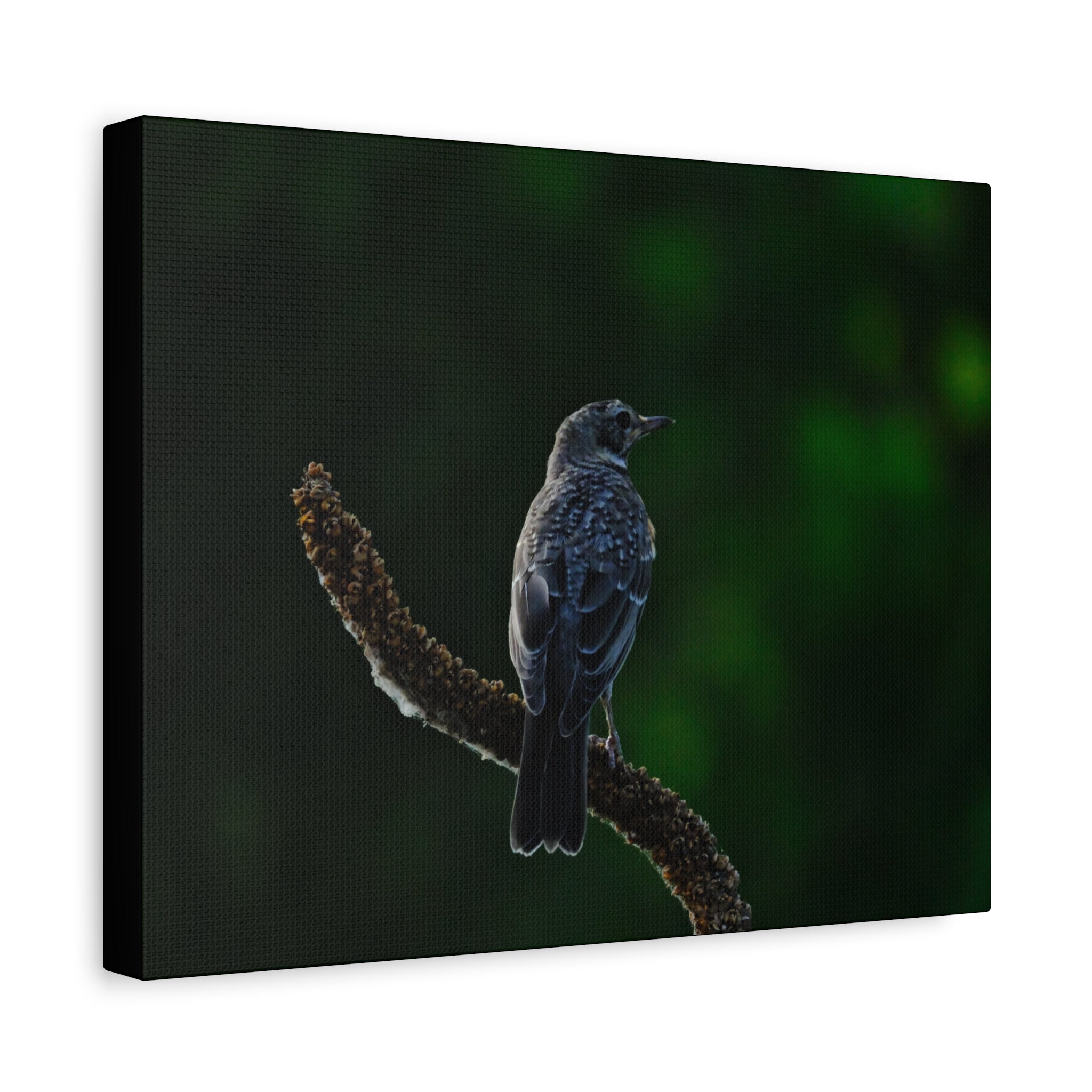 Robin on Branch Matte Canvas Wall Art — Moody Nature Photography Print