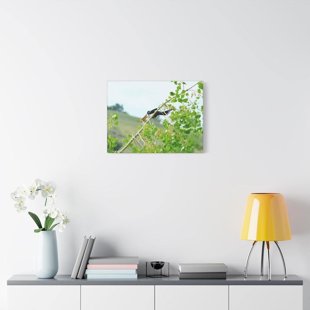 Oriole & Magpie Battle on an Aspen Branch - Matte Stretched Canvas Wall Art