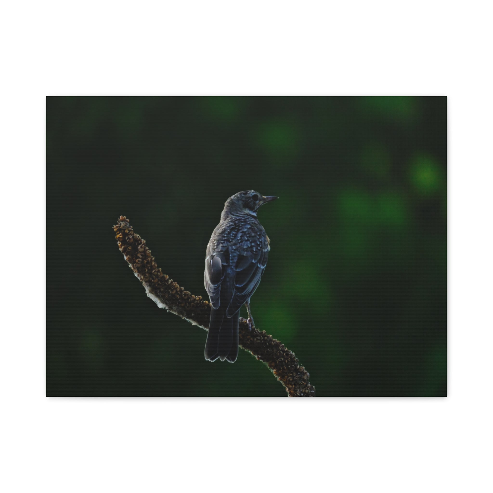 Robin on Branch Matte Canvas Wall Art — Moody Nature Photography Print