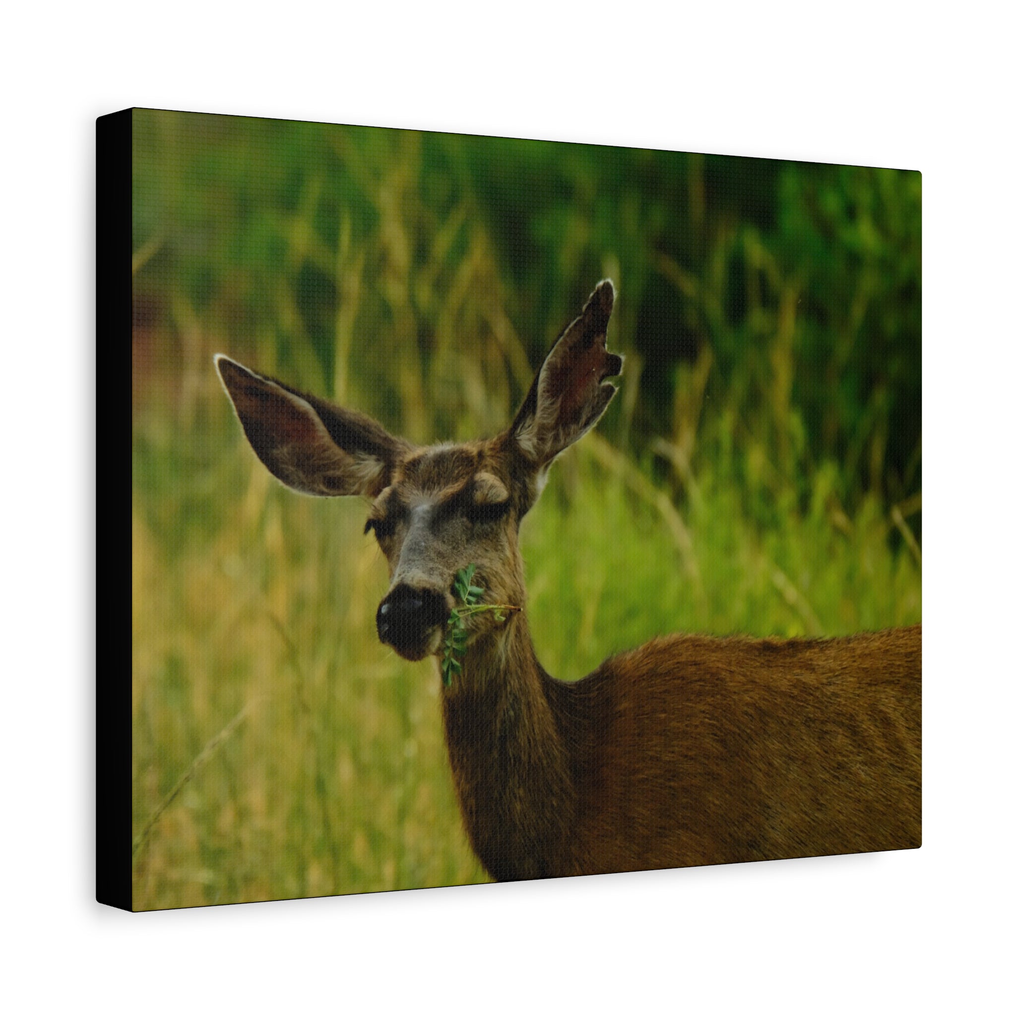 Doe Portrait Matte Canvas Wall Art