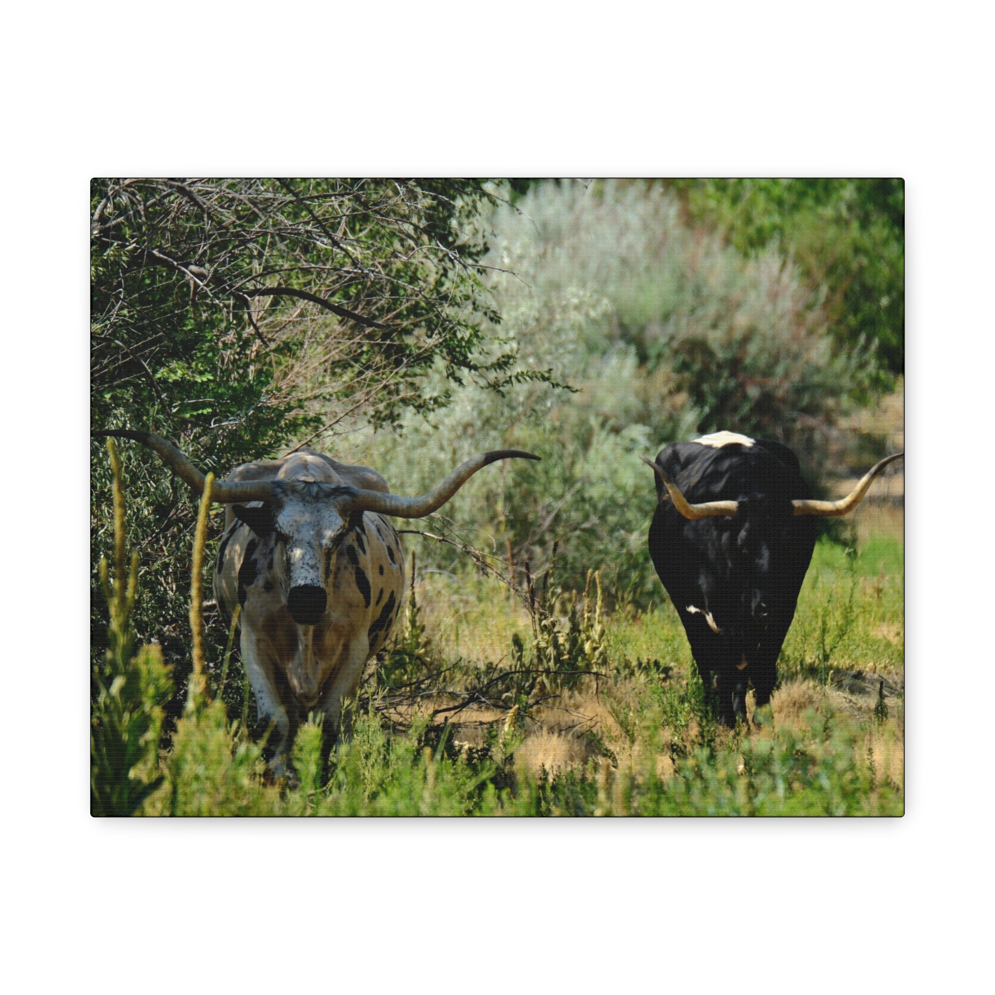 Long Horns on a Stroll - Matte Canvas, Stretched, 1.25"