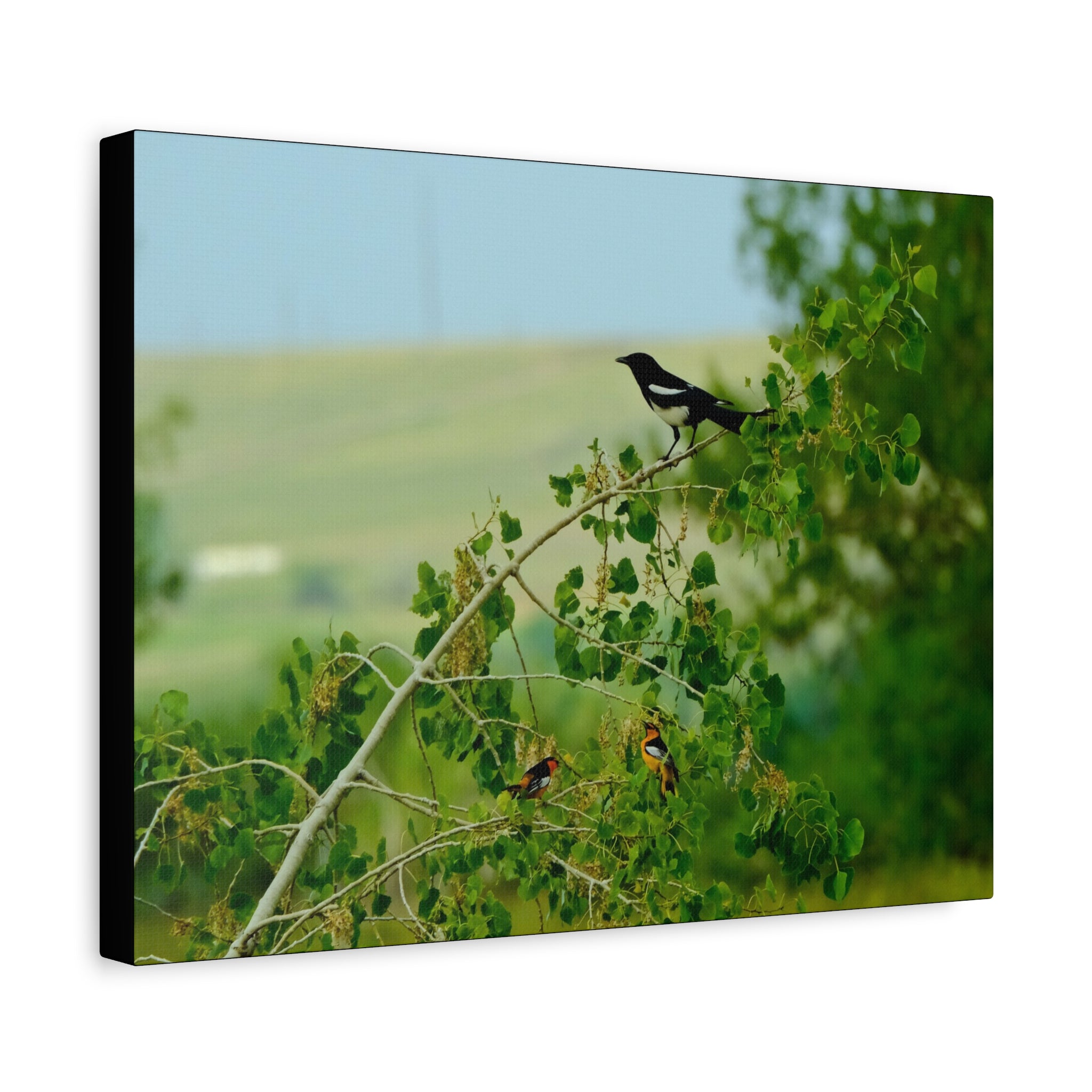 Magpie & Bullock's Oriole resting Matte Stretched Canvas Wall Art