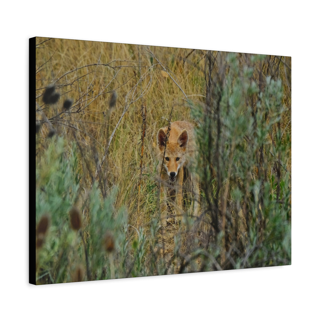 Coyote Pup Staring - Matte Stretched Canvas