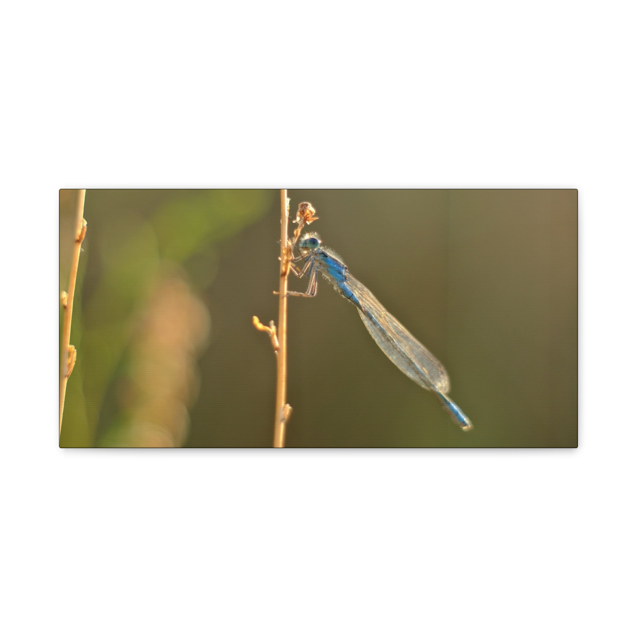 Blue Dragonfly Macro Canvas Print — Blue Damselfly Nature Wall Art, Matte Stretched 1.25"