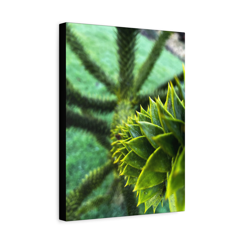 Irish Green Succulent Canvas Wall Art – Matte Stretched 1.25"