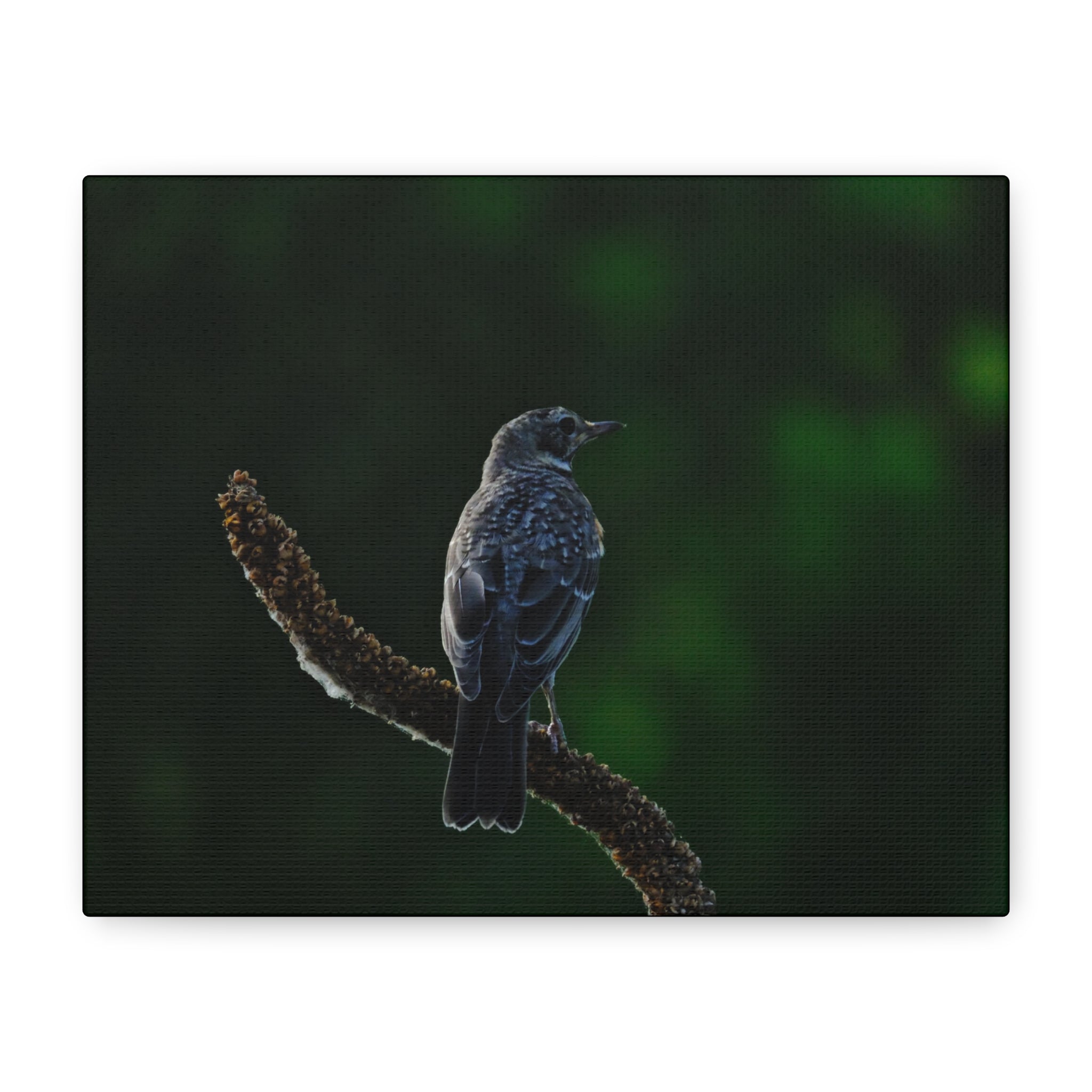 Robin on Branch Matte Canvas Wall Art — Moody Nature Photography Print