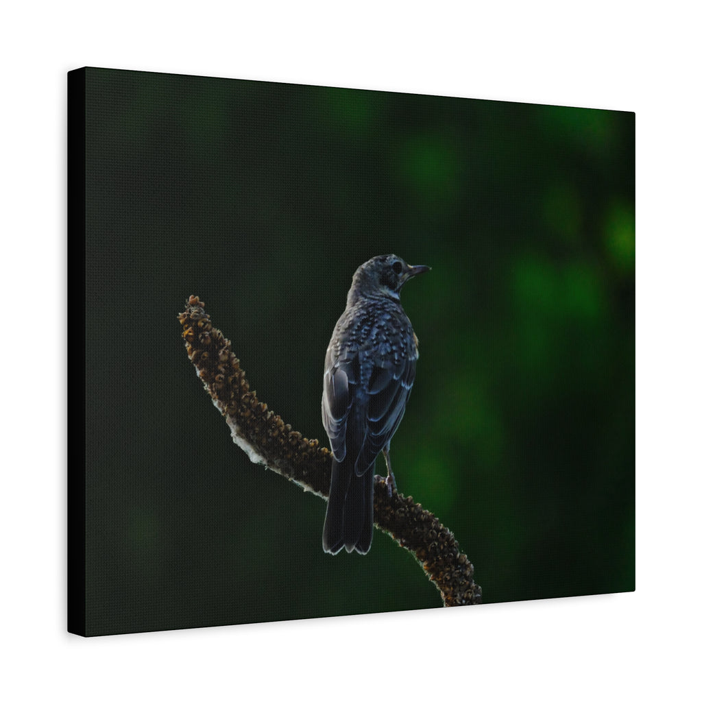 Robin on Branch Matte Canvas Wall Art — Moody Nature Photography Print