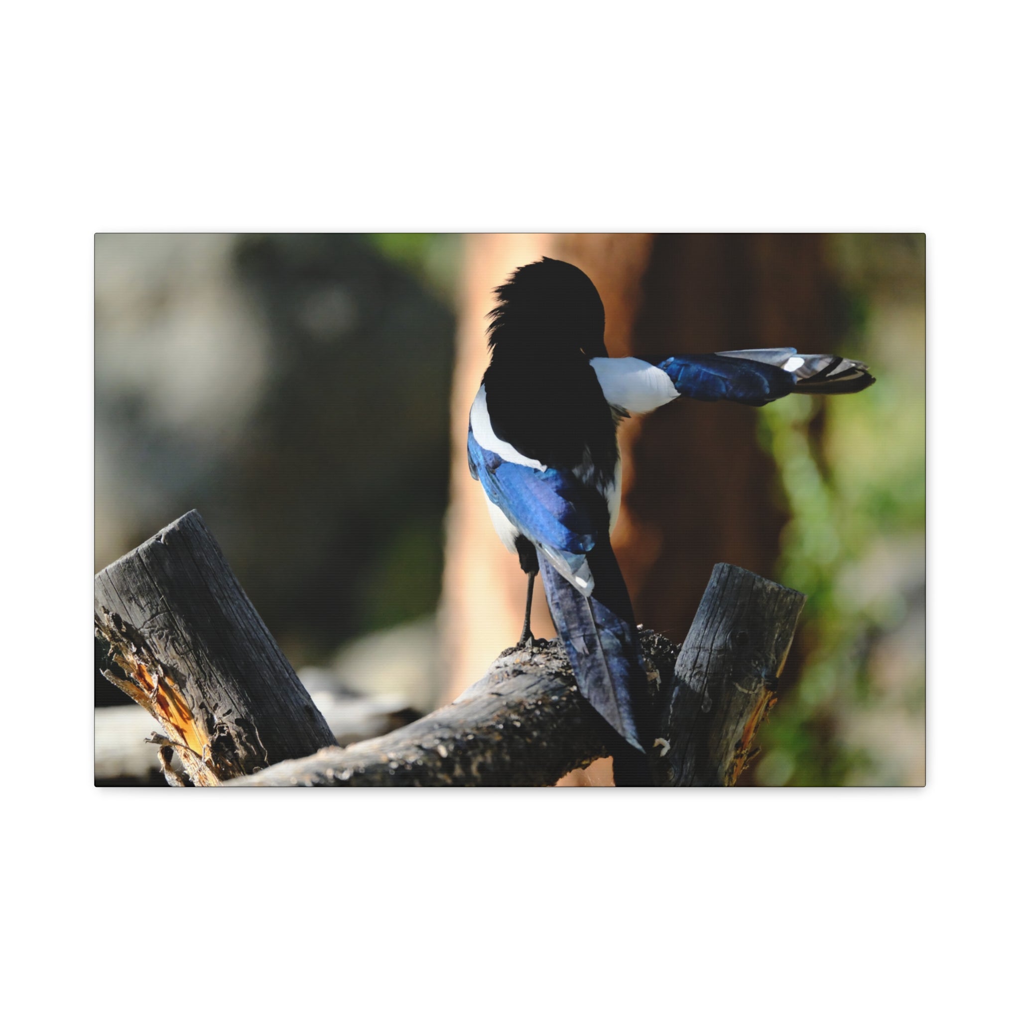 Black-billed Magpie Wildlife Canvas Print — Matte Stretched Wall Art