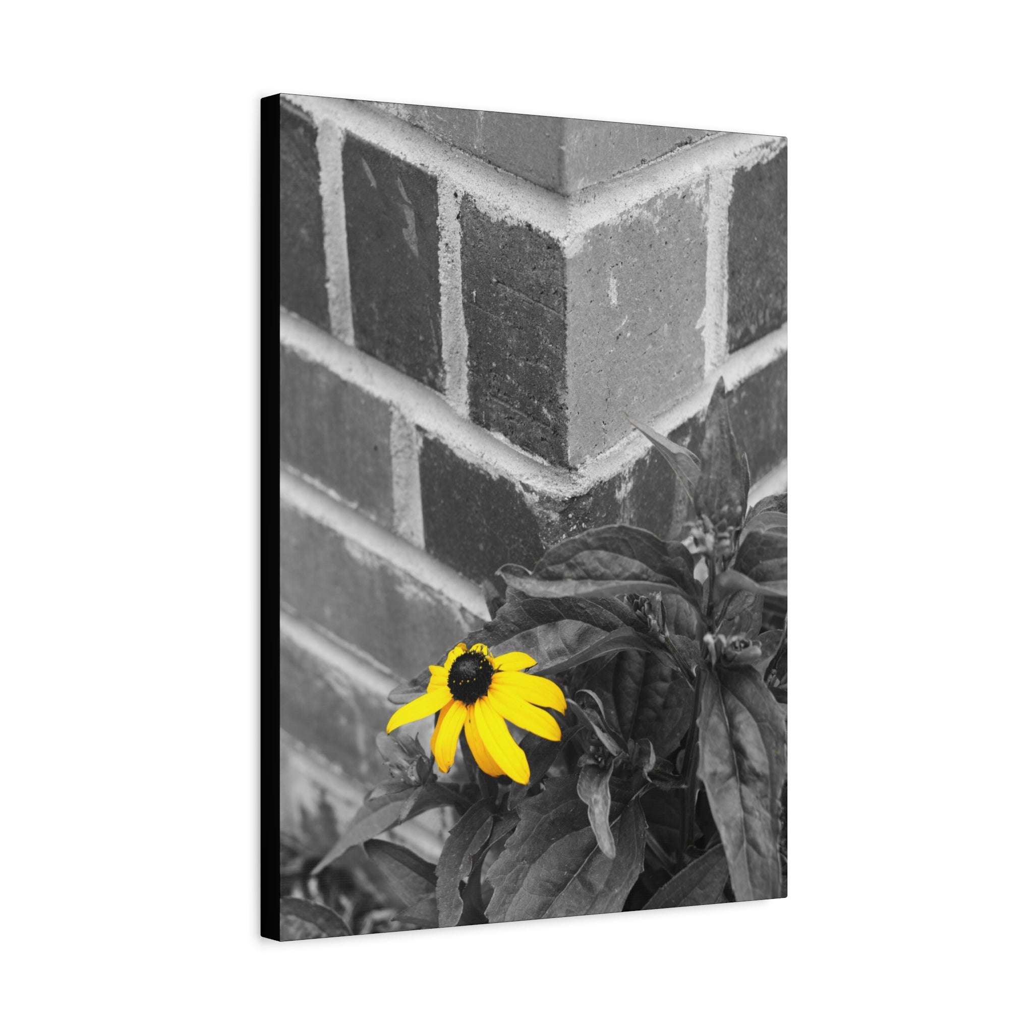 Yellow Daisy on Brick Matte Canvas Print — Stretched Wall Art