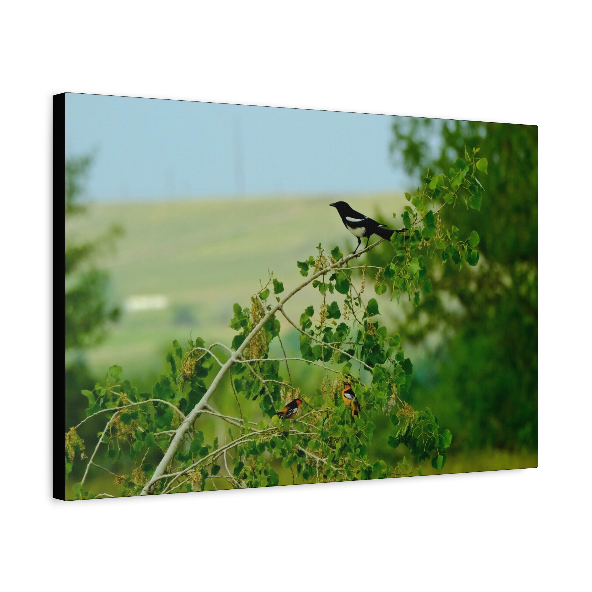 Magpie & Bullock's Oriole resting Matte Stretched Canvas Wall Art