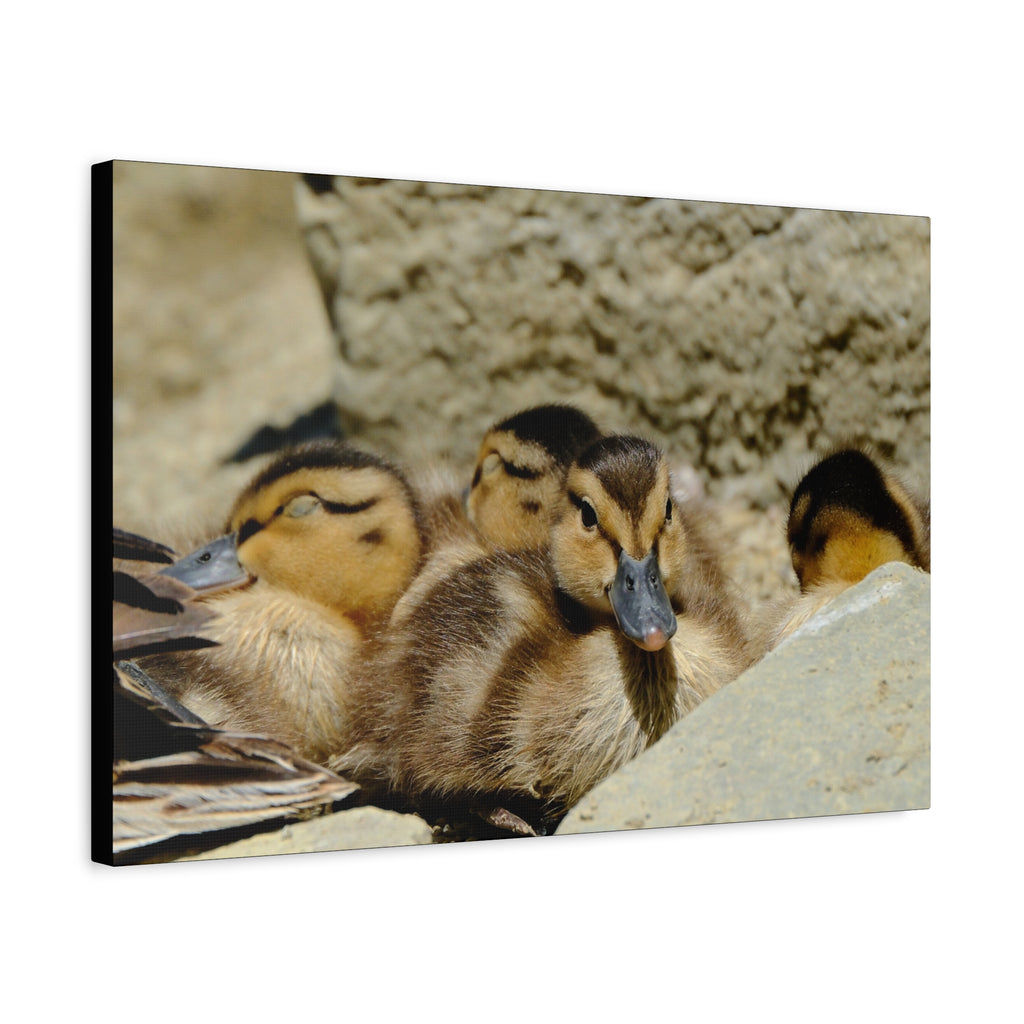 Duckling Canvas Print - Cute Baby Ducks Matte Stretched Wall Art