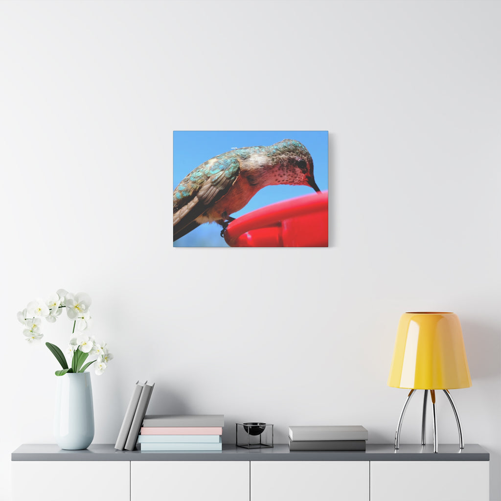 Hummingbird Close Up Canvas Print — Stretched Matte Wall Art
