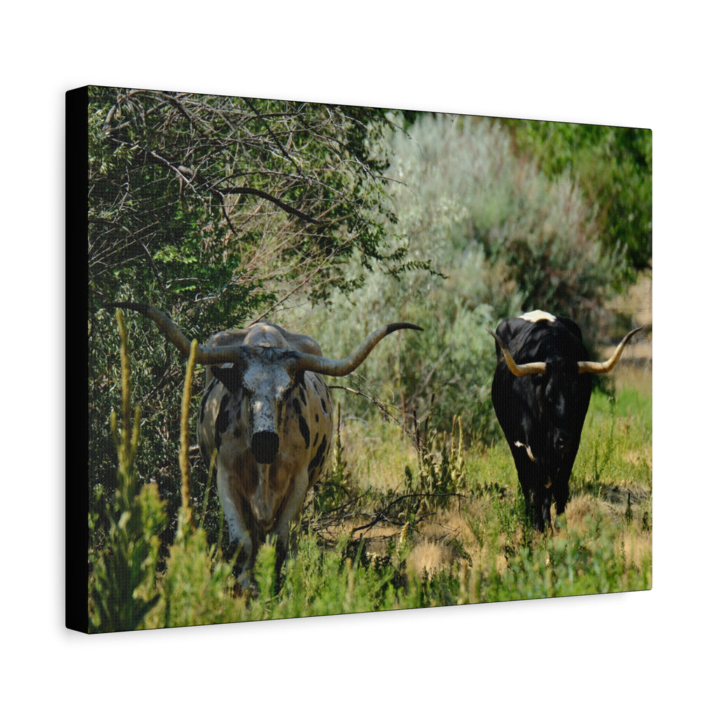 Long Horns on a Stroll - Matte Canvas, Stretched, 1.25"
