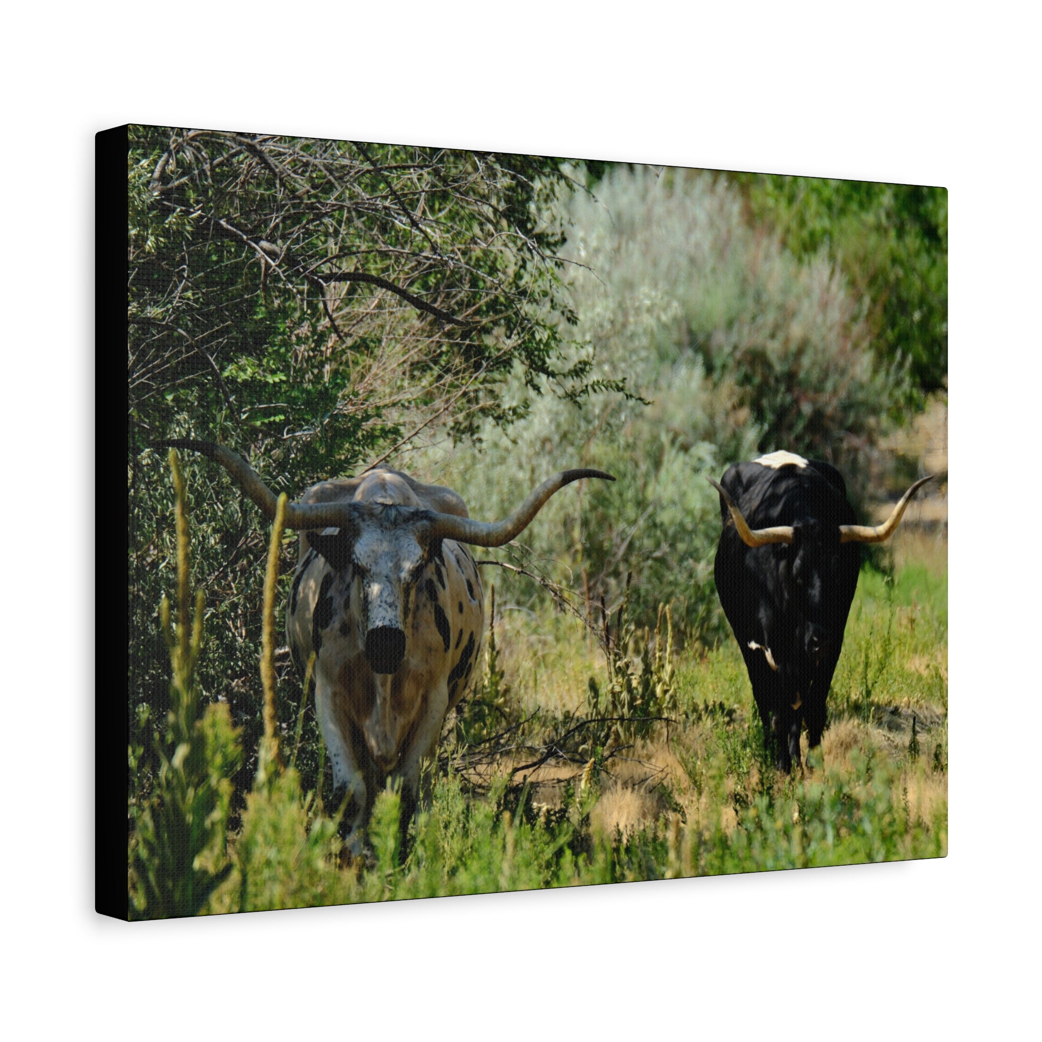 Long Horns on a Stroll - Matte Canvas, Stretched, 1.25"