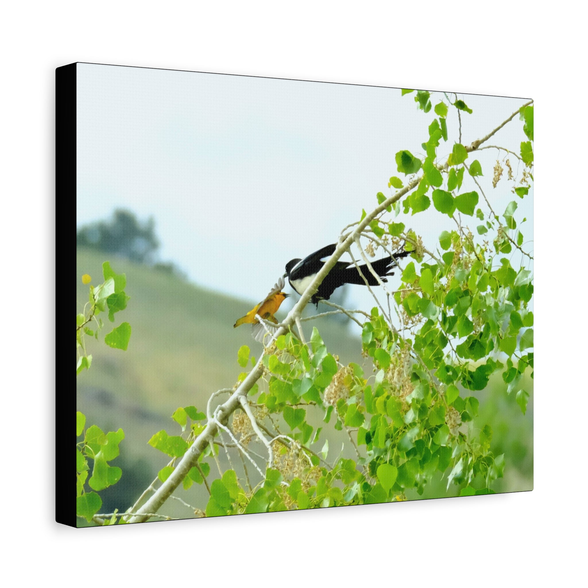 Oriole & Magpie Battle on an Aspen Branch - Matte Stretched Canvas Wall Art