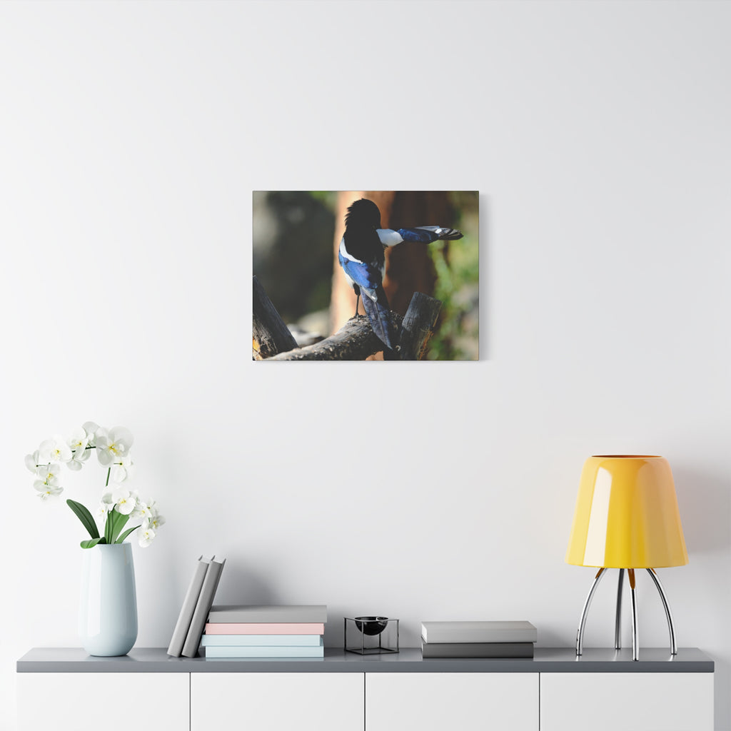 Black-billed Magpie Wildlife Canvas Print — Matte Stretched Wall Art