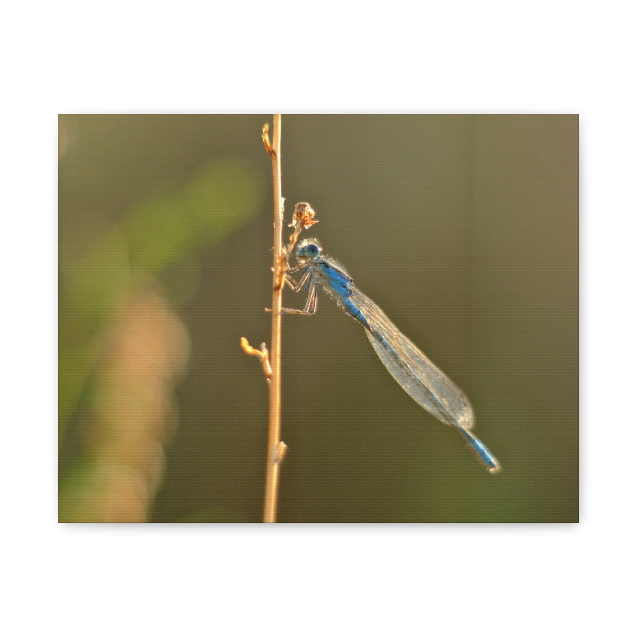 Blue Dragonfly Macro Canvas Print — Blue Damselfly Nature Wall Art, Matte Stretched 1.25"
