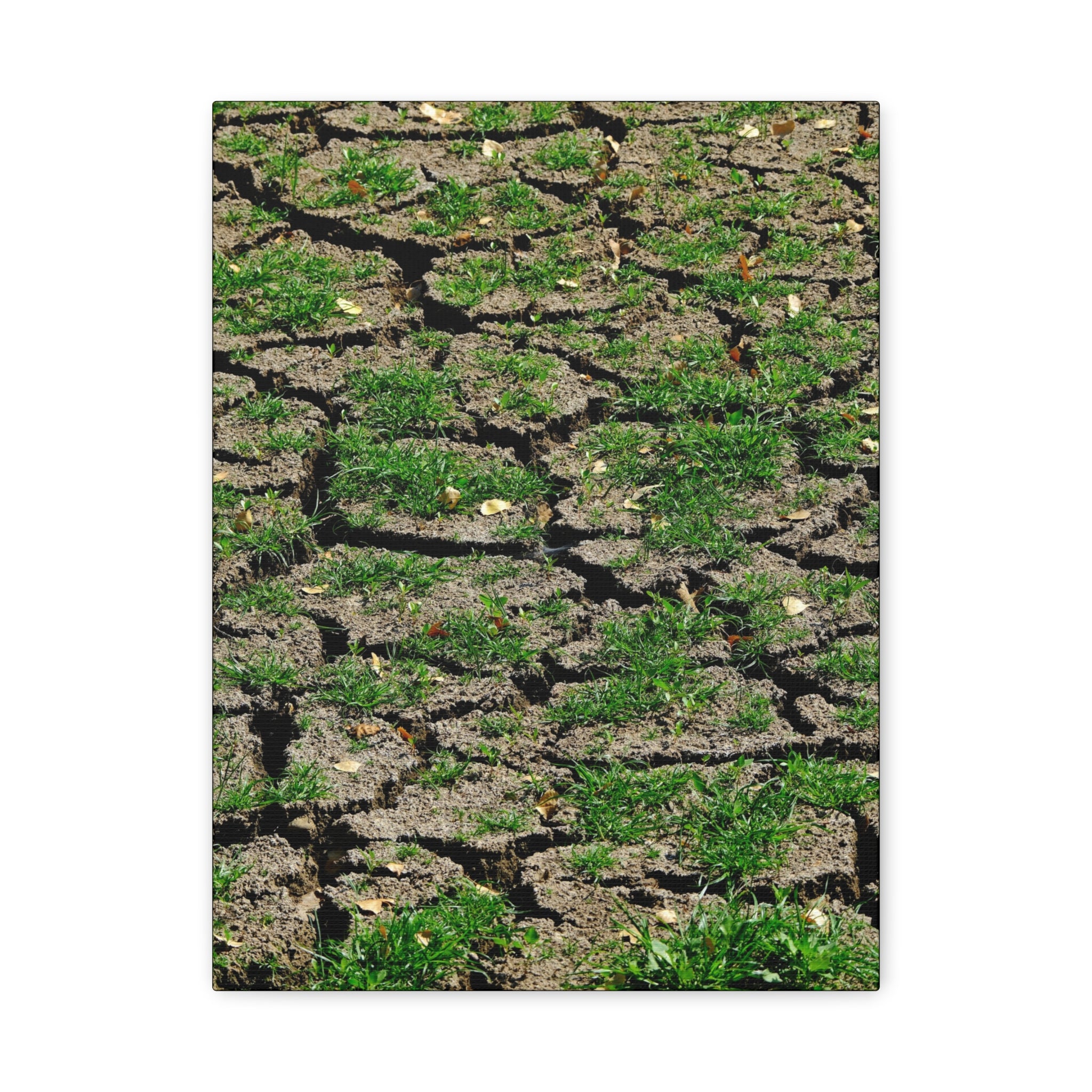 Life Finds A Way Canvas Print — Cracked Earth with Green Grass Matte Stretched Canvas (1.25")
