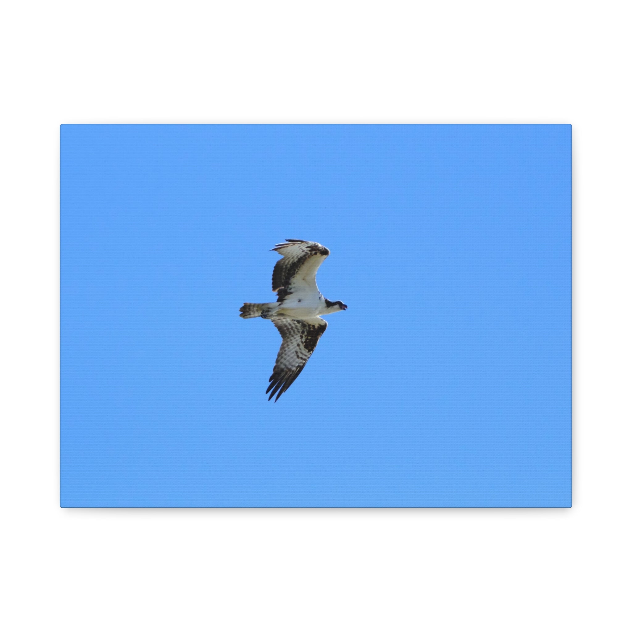 Osprey in Flight Matte Canvas Print — Stretched Wall Art