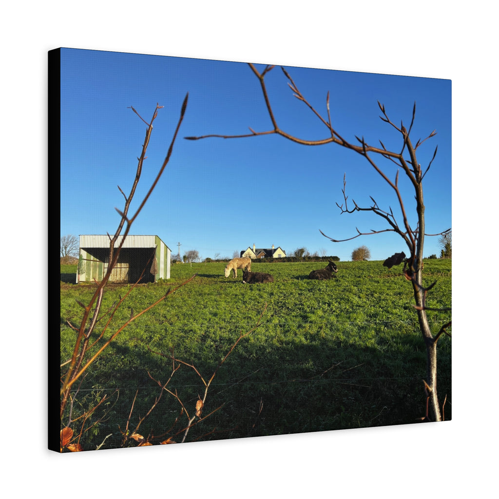 Irish Country Pasture Canvas Print — Matte Stretched Wall Art