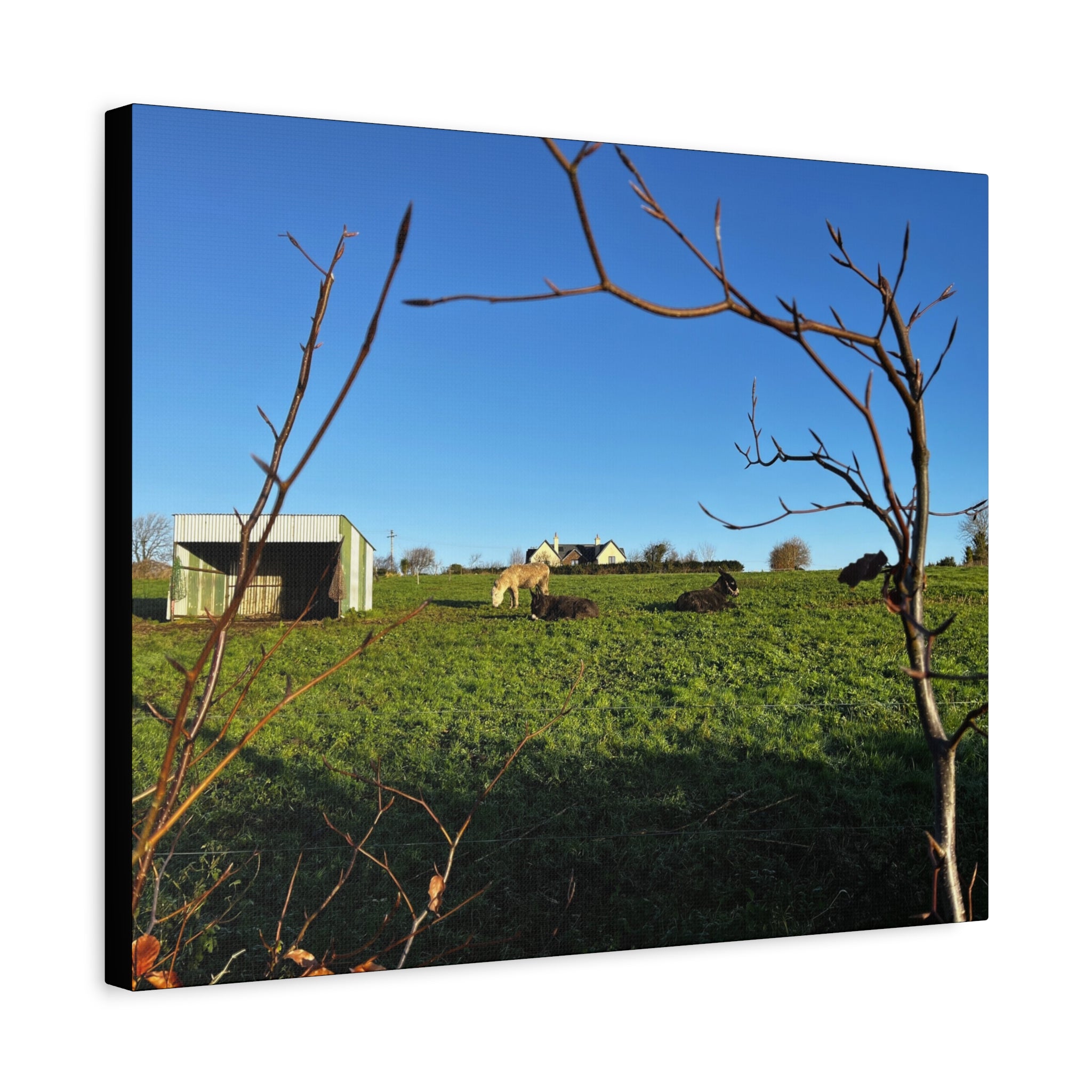 Irish Country Pasture Canvas Print — Matte Stretched Wall Art