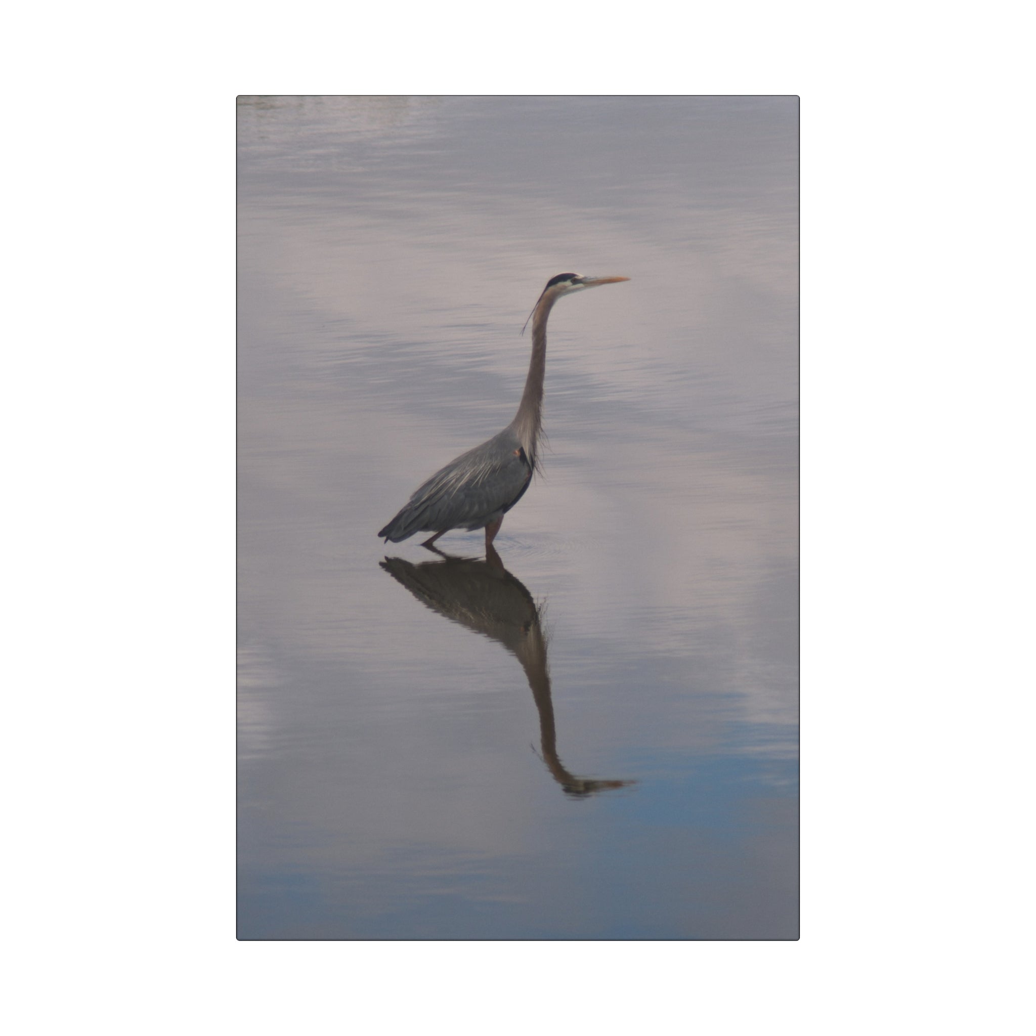 Heron Reflection Canvas Art Wrap — Serene Wildlife Wall Decor