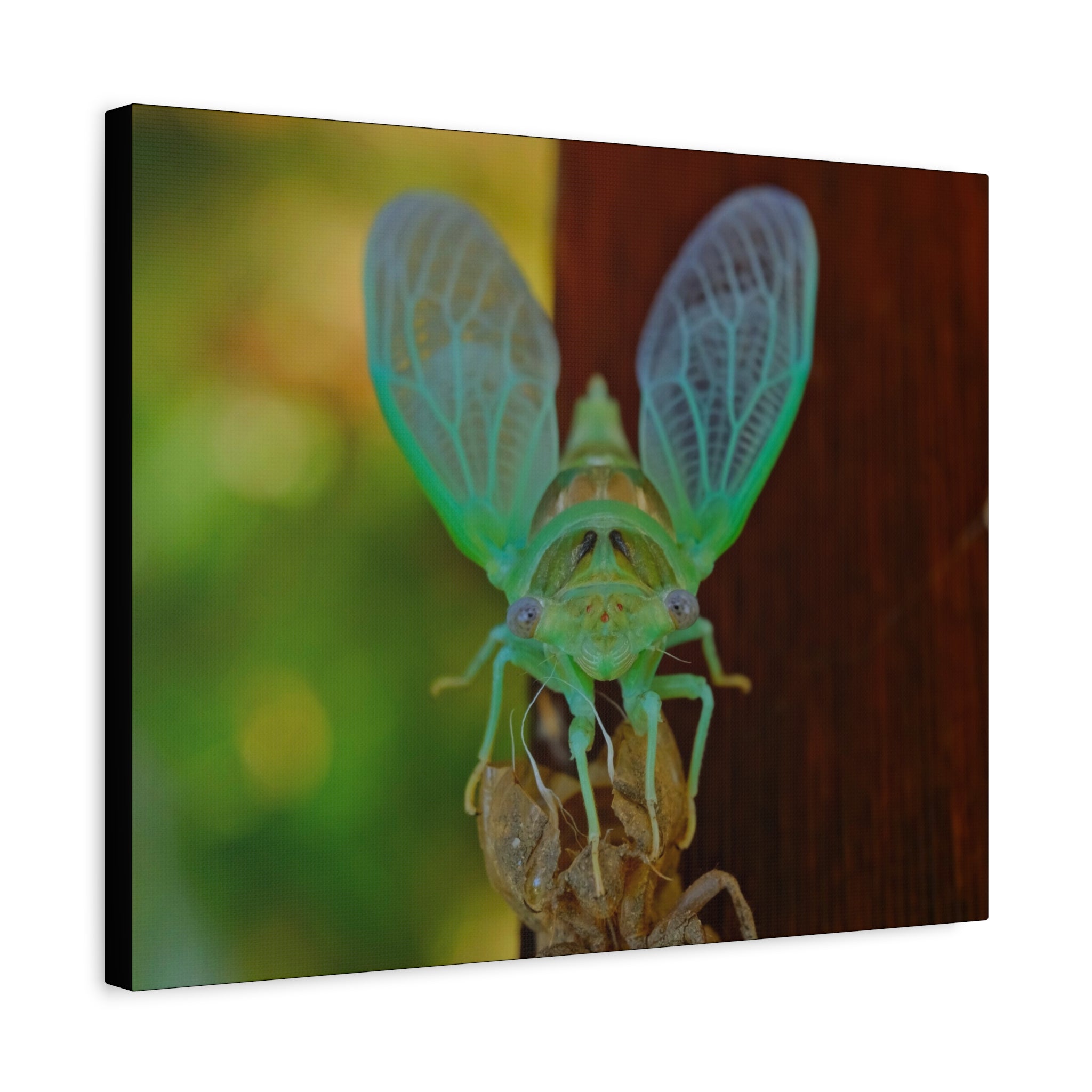 The Cutest Green Cicada Canvas Print - Matte Stretched Wall Art