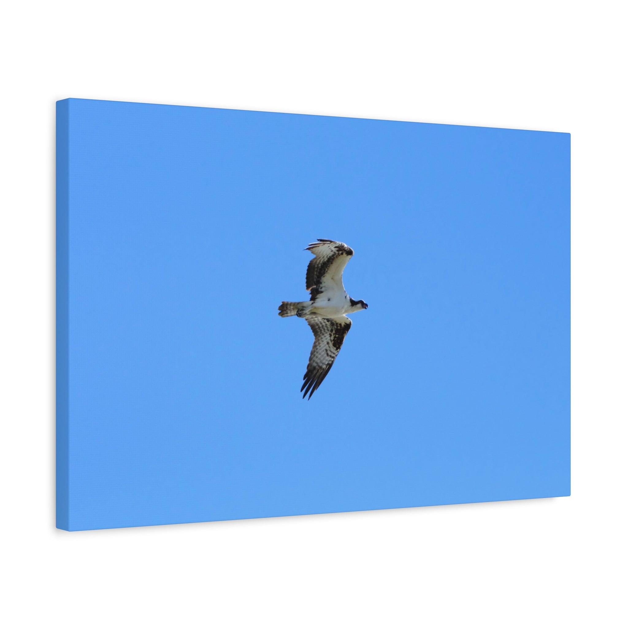 Osprey in Flight Matte Canvas Print — Stretched Wall Art