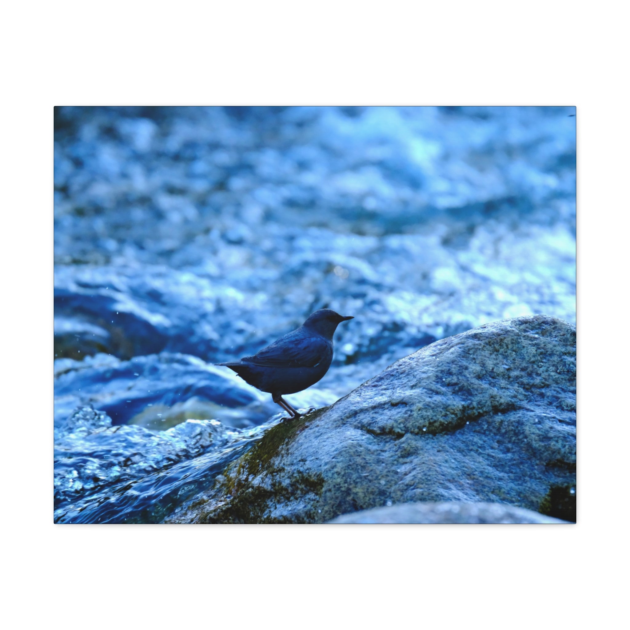 Dipper on Rapids Matte Stretched Canvas Wall Art